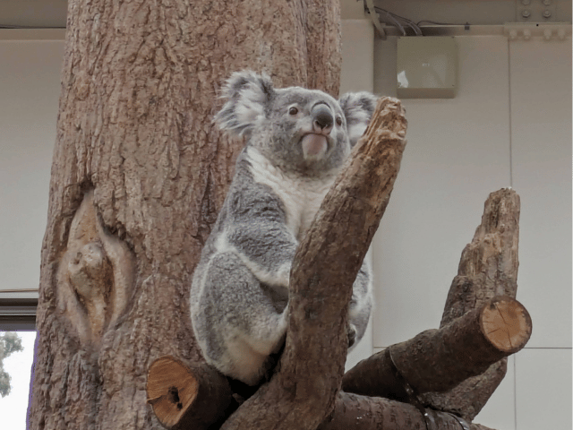 平川動物園コアラ