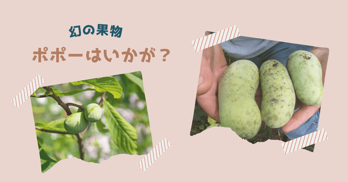 幻の果物ポポーについて